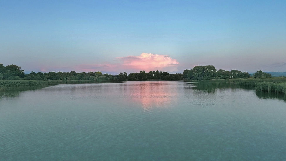 music 'Blocktoothed Fairy'